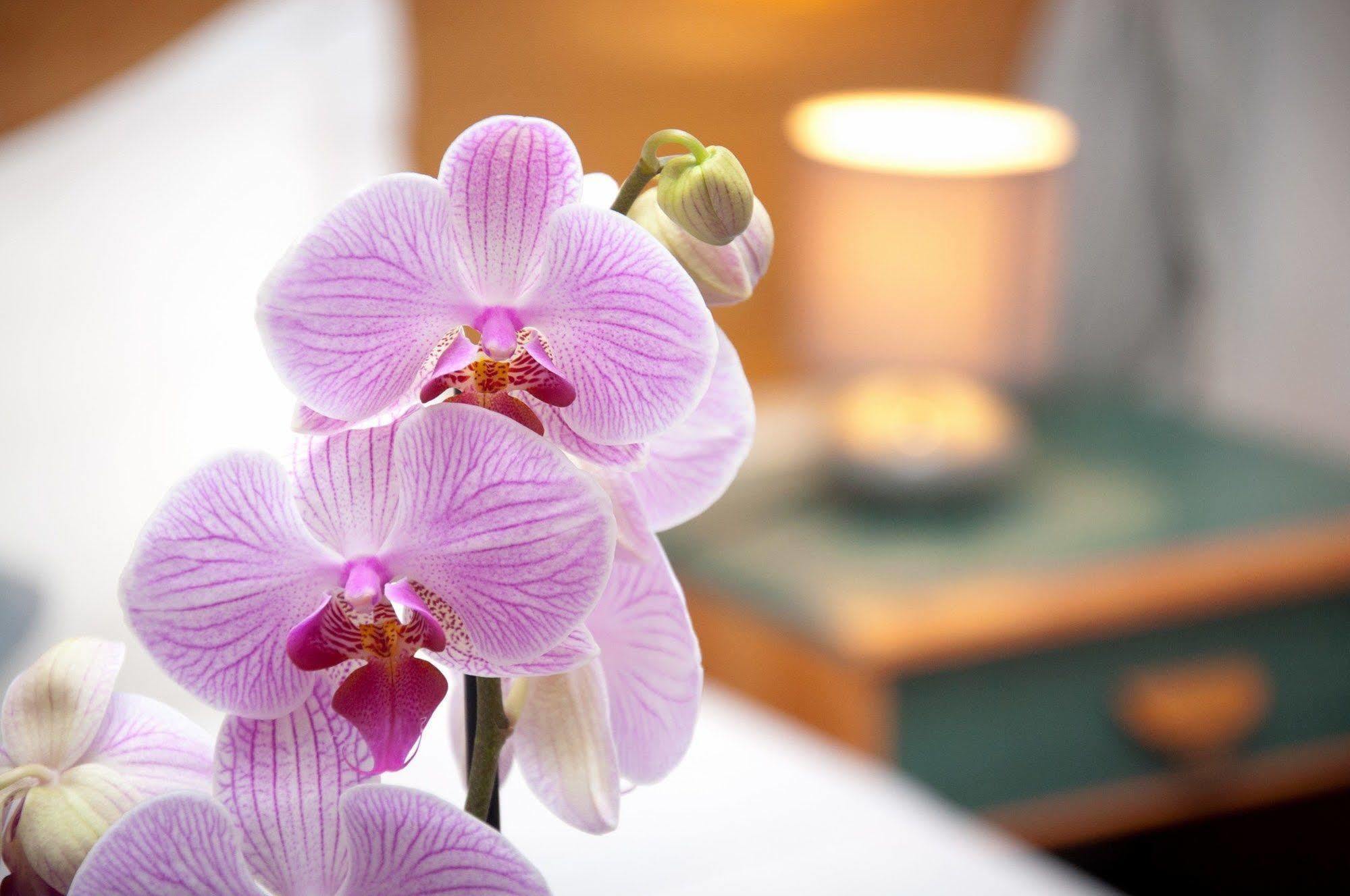 Castel De Siam Hotel Улгат Екстериор снимка